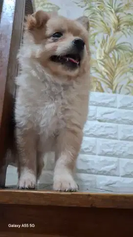 Anjing German spitz Pomerian mix