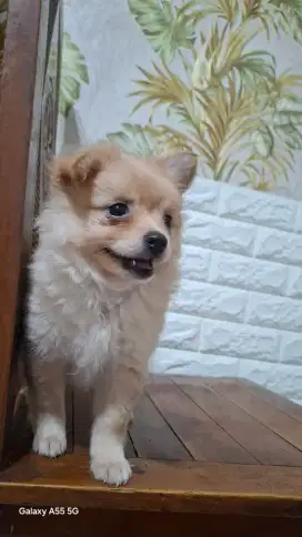 Anjing German spitz Pomerian mix
