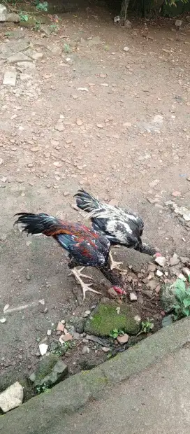 Ayam kampung x bk
