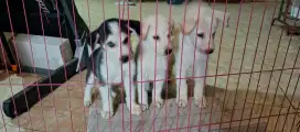 Anak Huski Golden