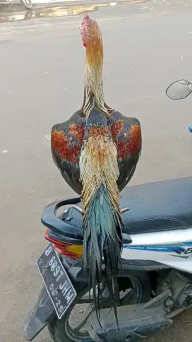 Ayam pama dan pama kaisar