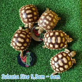 Sulcata Tortoise  5,5cm - 6cm