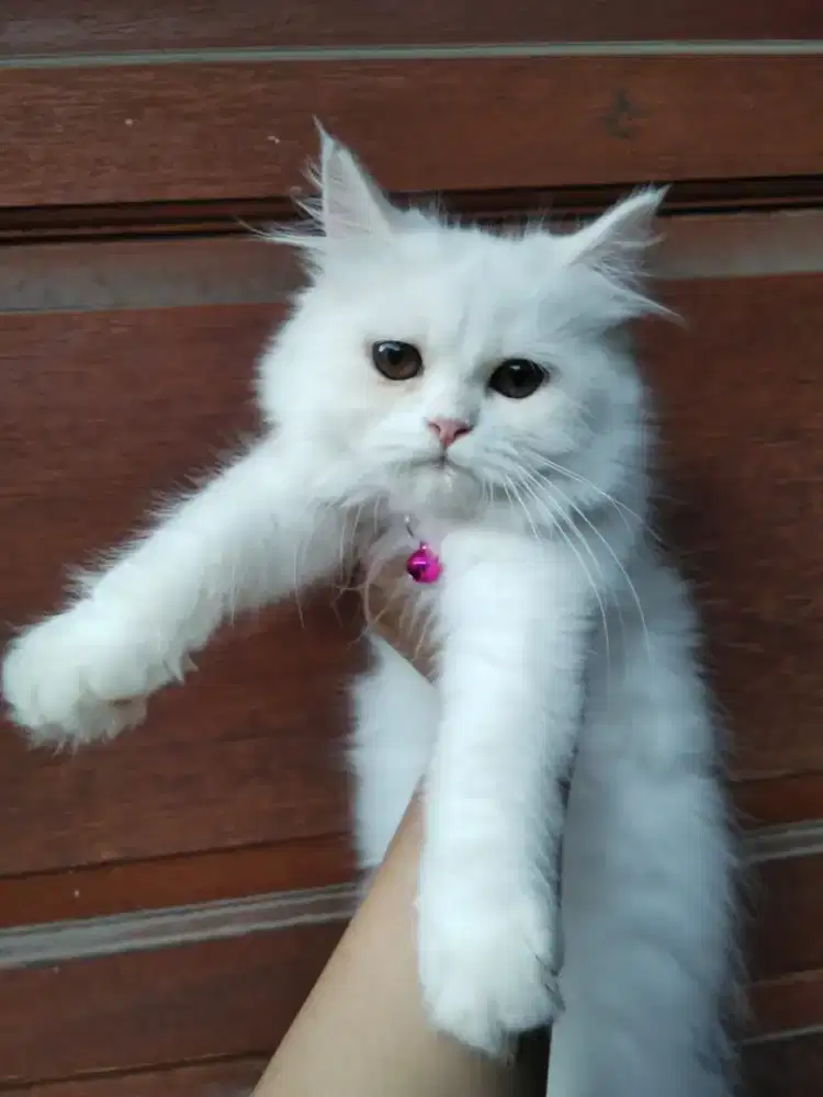 Kitten Persia flatnose bigbone