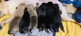 Di Jual anak anjing chihuahua mix 3 cow 3 cew lucu2 banget gemesin