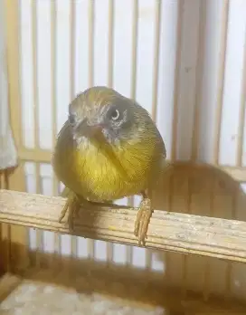 Burung Jenggot Mini