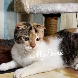 Kucing scottish fold tricolor murmer