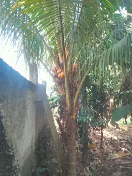 Pohon kelapa gading sudah berubah