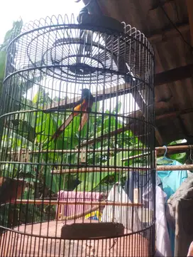 Di jual burung murai