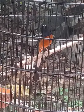 Jual burung murai