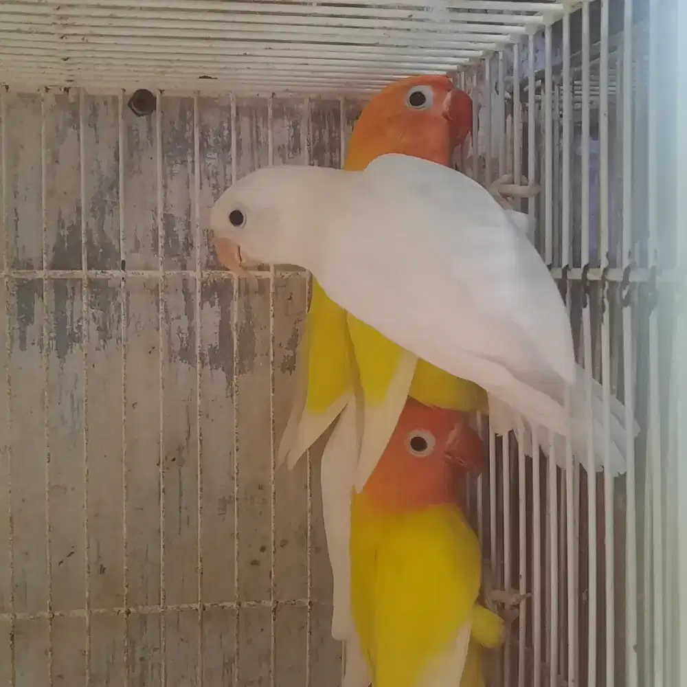 Lovebird albino lutino usia muda