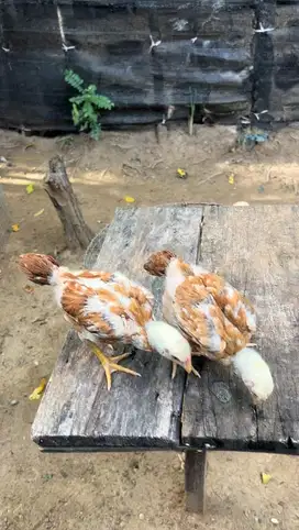 Ayam ekor lidi 1 - 6 bulan