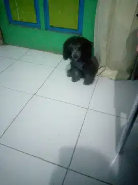 Dijual cepat anjing poodle dan semua perlengkapan