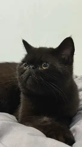Lepas Adopt Kucing Exo x BSH