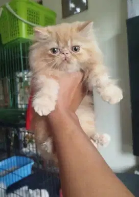 Kitten betina peaknose