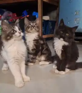Kucing mainecoon kitten
