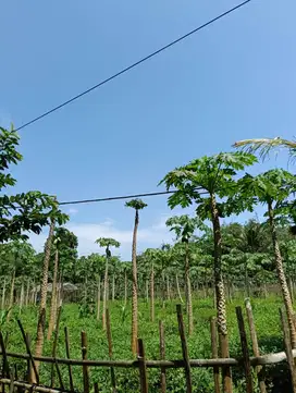 Dijual Tanah Desa Sirnasari, Jampang Kulon, Sukabumi