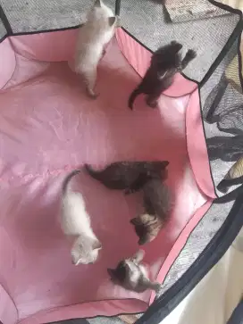 6 Anakan Kucing Persia Medium