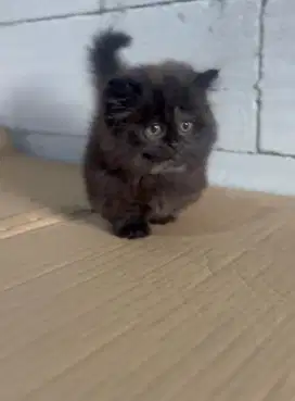 Kucing munchkin blacksmoke jantan 2,5 bulan