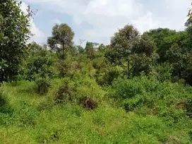 Kebun durian, alpukat, manggis, jengkol,dll