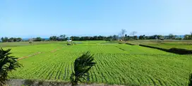 Dijual tanah Los pantai Pulukan, Medewi, Jembrana Bali