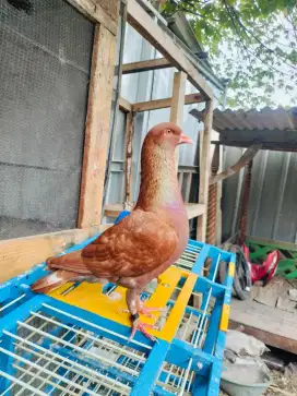 Merpati kolongan mk