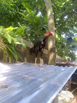 Ayam Jago Bangkok
