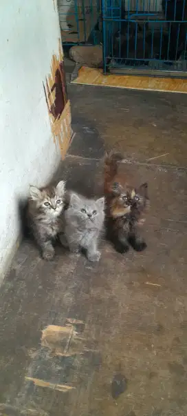 Kitten ns usia 2 bulan mandiri