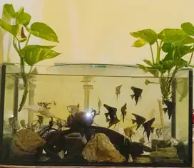 Ikan Manfish Size Sedang Besar