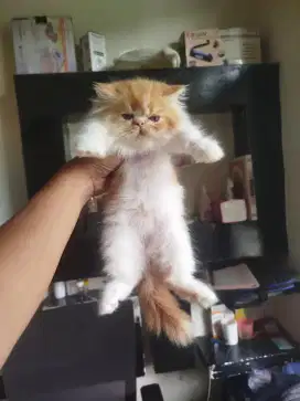 Kitten betina flatnose