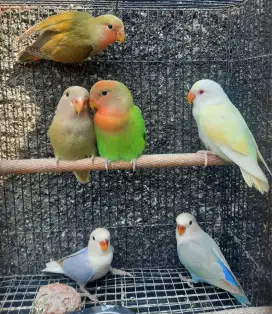 Lovebird Paud Non Klep