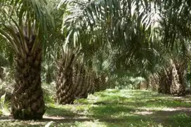 Dijual 3 Paket Kebun Plasma