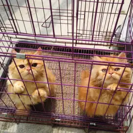 Kitten platnose