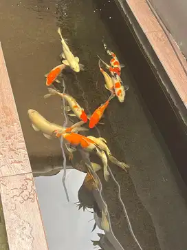 Ikan Koi Murah Ambil Semua