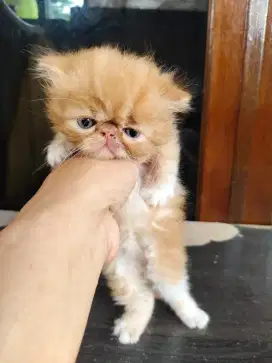 Anabul Persia long hair peaknose 2 bulan
