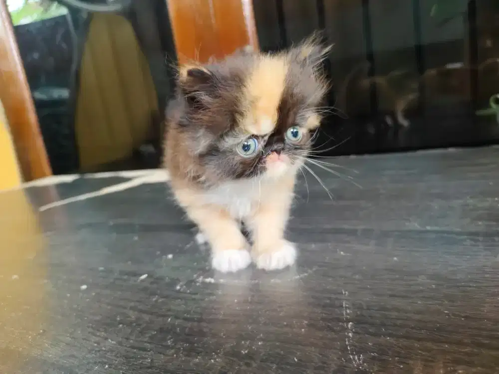 Anabul Persia long hair peaknose 2 bulan