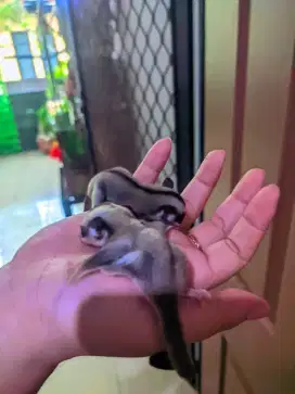 Sugar Glider Classic Joey Betina dan Jantan umur ±1,5 bulan