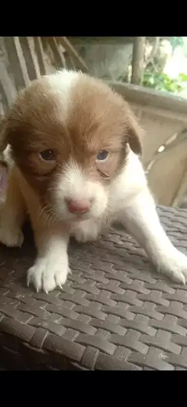 Anak anjing Lucu