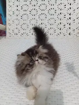 Kucing Persia Peaknose