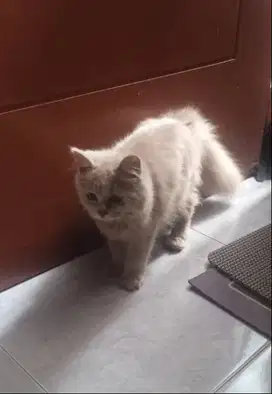 kucing persia himalaya bsh anggora
