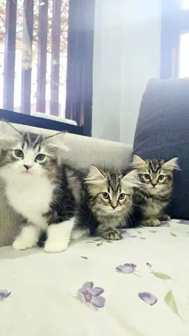 Jual Kitten / Baby Kucing