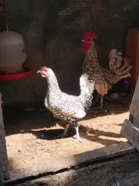 Ayam batik italy & Kanada
