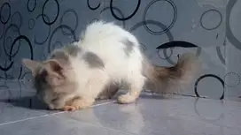 kucing persia himalaya bsh anggora