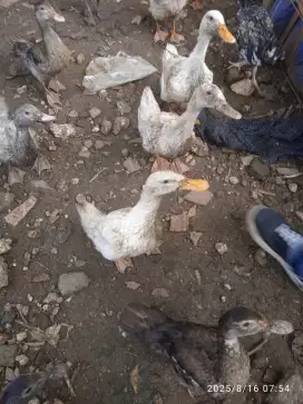 Bebek Peking Putih