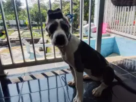 Pitbull Betina warna jarang