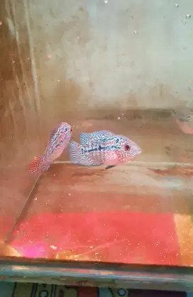 Louhan kamfa f3 6cm
