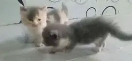 kucing munchkin