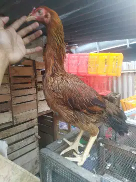 Ayam biang pama mangon