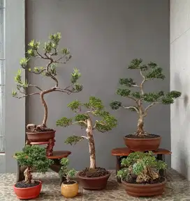 Bonsai cantik siap pajang ada 6 pohon