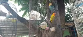 Burung Lovebird sepasang Sepang ada 8 pasang