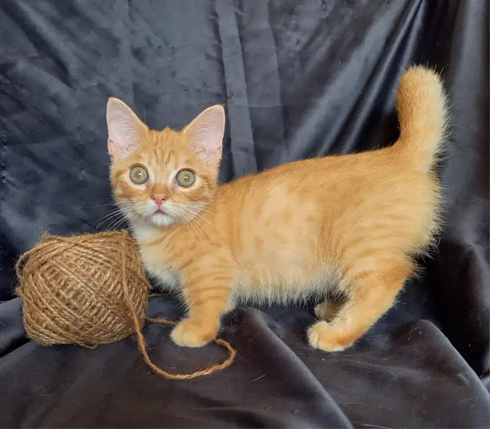 Munchkin betina scottish x munchkin